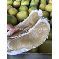 Wholesale Hihg Quality Citrus Fruit Chinese Fresh Honey Pomelo